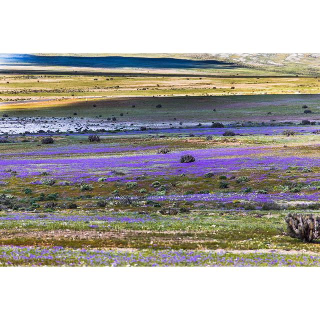 Flowers Fields In Atacama Desert by Abriendomundo - Wrapped Canvas Print 17 Stories Size: 20cm H x 30cm W x 3.8cm D on Productcaster.