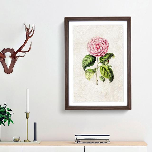 Pretty Pink Camellia Flower Illustration - Picture Frame Painting Print East Urban Home Frame Option: Walnut Framed, Size: 36cm H x 27cm W x 2cm D on Productcaster.