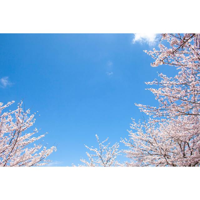 Cherry Tree under Sky - Wrapped Canvas Photograph Latitude Run Size: 30cm H x 46cm W on Productcaster.