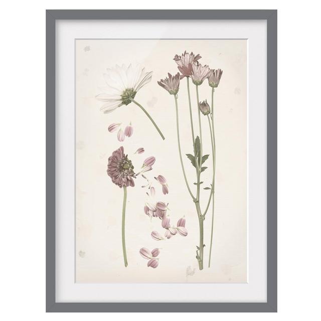 Herbarium in Pink II - Picture Frame Graphic Art Brambly Cottage Frame Option: Grey, Size: 100cm H x 70cm W x 2cm D on Productcaster.