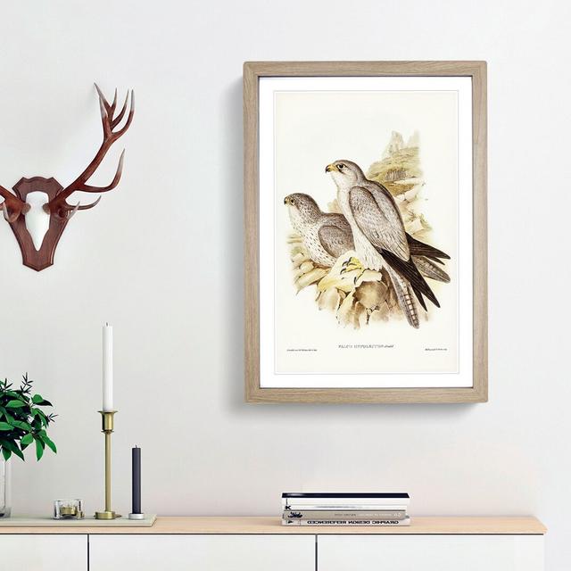 Grey Falcons by Elizabeth Gould - Picture Frame Painting Print East Urban Home Frame Option: Oak Framed, Size: 65cm H x 48cm W x 2cm D on Productcaster.