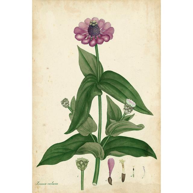 Antique Zinnia by Henry Andrews - Wrapped Canvas Painting August Grove Size: 46cm H x 30cm W x 3.8cm D on Productcaster.