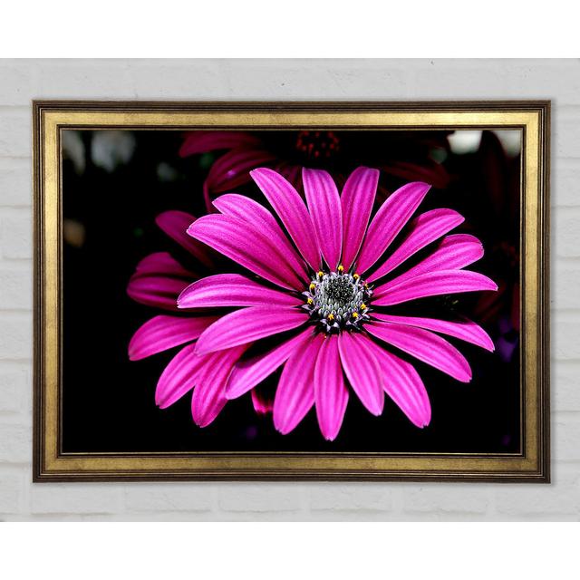 Cerise Daisy Petals - Druck 17 Stories Größe: 84,1 cm H x 118,9 cm B x 1,5 cm T on Productcaster.