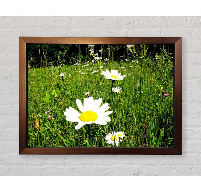 Daisy Field - Single Picture Frame Art Prints Bright Star Size: 84.1cm H x 118.9cm W x 3.4cm D on Productcaster.