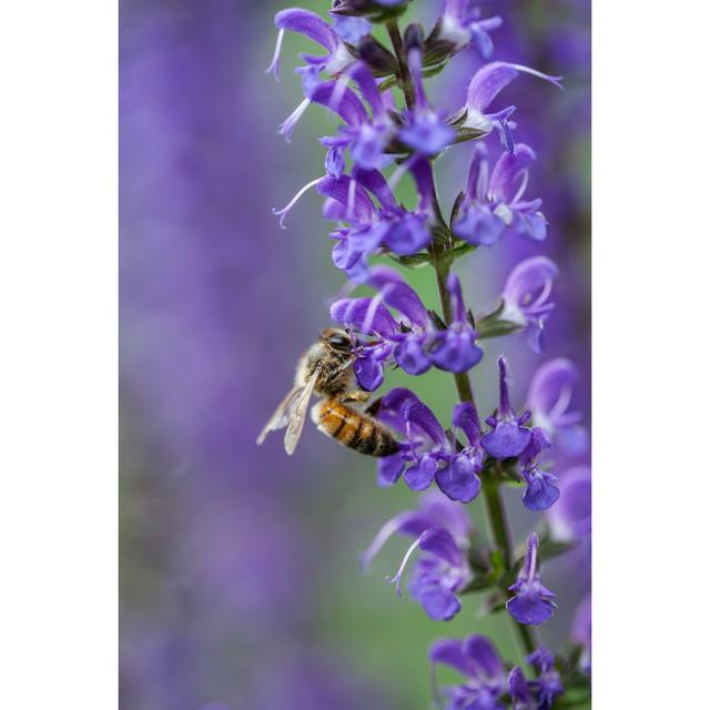 Bienen bestäuben Salvia - Drucken Brambly Cottage Größe: 30 cm H x 20 cm B x 1,8 cm T on Productcaster.