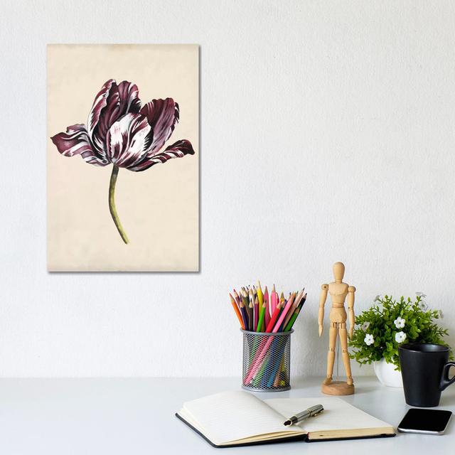 Antique Tulip Study I by Naomi McCavitt - Wrapped Canvas Print ClassicLiving Size: 30.48cm H x 20.32cm W x 1.9cm D on Productcaster.