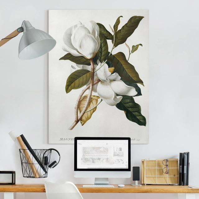 Leinwandbild Magnolie von Georg Dionysius Ehret Rosalind Wheeler Format: Leinwand 260g/m², Größe: 100 cm H x 75 cm B, Farbe: Weiß on Productcaster.