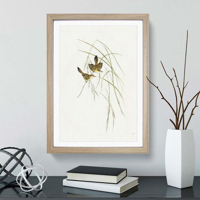 Lineated Warbler by Elizabeth Gould - Picture Frame Painting Print East Urban Home Frame Option: Oak Framed, Size: 48cm H x 36cm W x 2cm D on Productcaster.