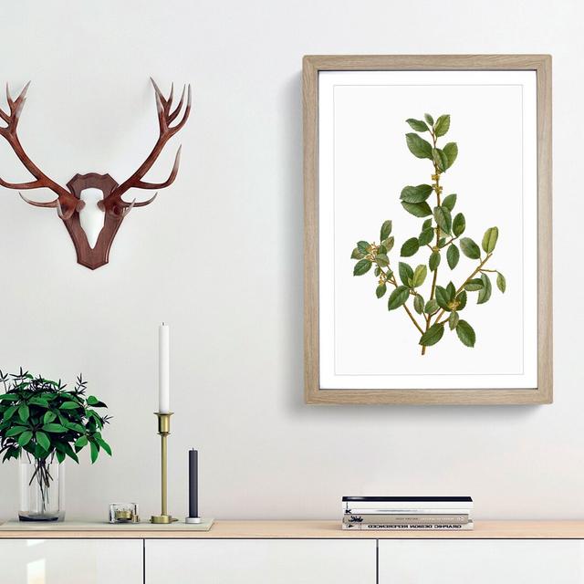 Italian Buckthorn Tree by Pierre-Joseph Redoute - Picture Frame Painting Print East Urban Home Frame Option: Oak Framed, Size: 36cm H x 27cm W x 2cm D on Productcaster.