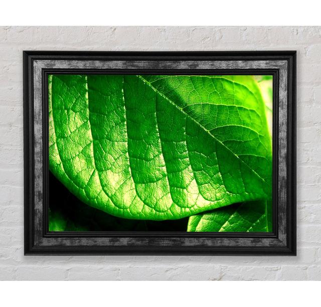 Veins Of A Leaf - Single Picture Frame Art Prints Bright Star Size: 29.7cm H x 42cm W x 8cm D on Productcaster.