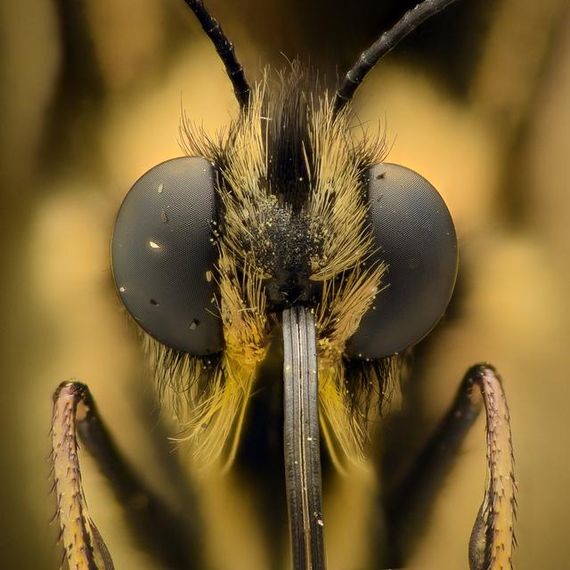 Tobler Extreme Magnification - Butterfly Head, Front View by Constantin Cornel - Print Latitude Run Size: 30cm H x 30cm W x 3.8cm D on Productcaster.