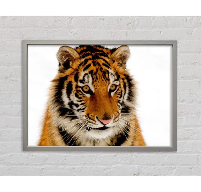 Tiger Stare - Print Bright Star Size: 84.1cm H x 118.9cm W x 3.3cm D on Productcaster.