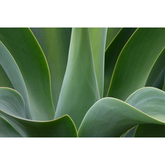 Abstracted Agave attenuata by Johnboy-Nz - Wrapped Canvas Photograph 17 Stories Size: 81cm H x 122cm W on Productcaster.