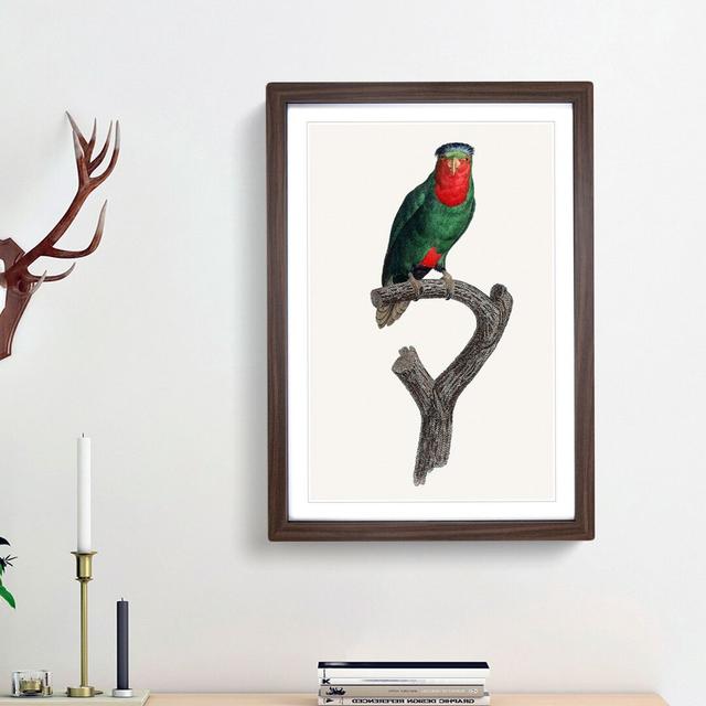 Blue Crowned Lorikeet by F. Levaillant - Picture Frame Graphic Art Print East Urban Home Frame Option: Walnut Framed, Size: 36cm H x 27cm W x 2cm D on Productcaster.