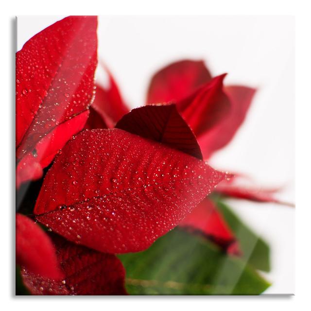 Poinsettia Blossom - No Frame Print on Glass The Seasonal Aisle Size: 60cm H x 60cm W x 0.4cm D on Productcaster.