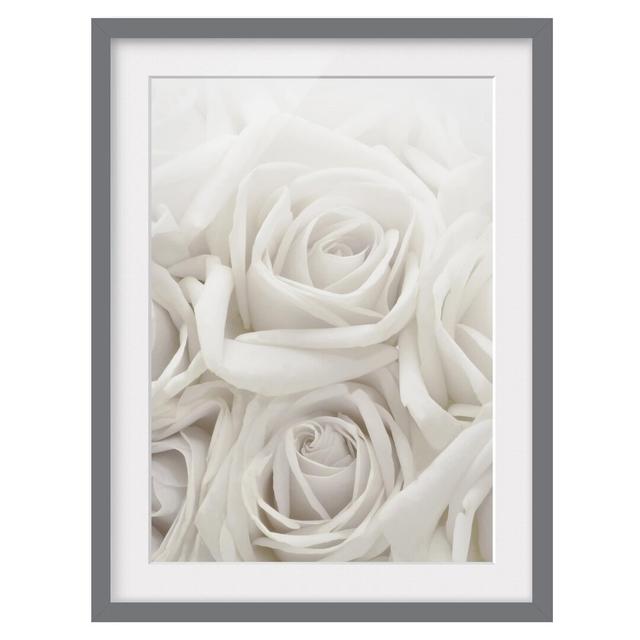 'White Roses' Framed Graphic Art Print East Urban Home Frame Options: Matt grey, Size: 100 cm H x 70 cm W on Productcaster.