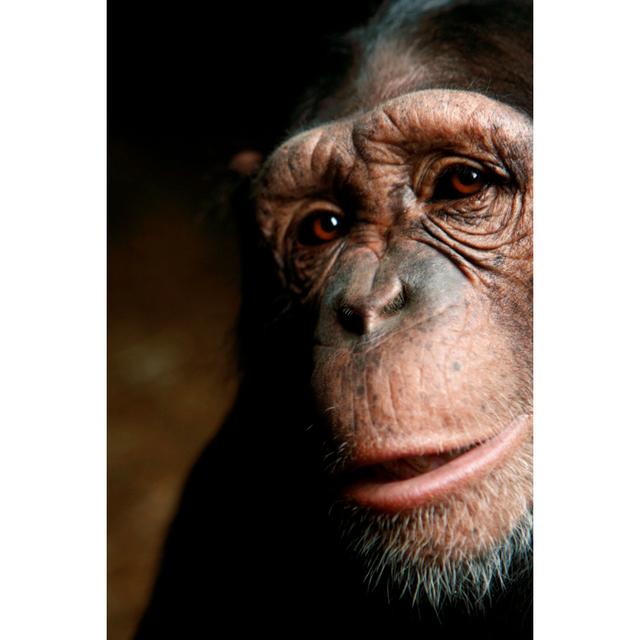 Chimp - Wrapped Canvas Art Prints 17 Stories Size: 122cm H x 81cm W x 3.8cm D on Productcaster.