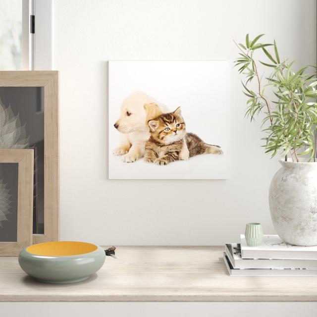 Glasbild Cat & Dog, Fotodruck East Urban Home Größe: 50 cm H x 50 cm B x 1.3 cm T on Productcaster.