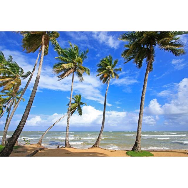 Las Terrenas Beach by Donyanedomam - Wrapped Canvas Art Prints Pergo Classics Size: 81cm H x 122cm W x 3.8cm D on Productcaster.