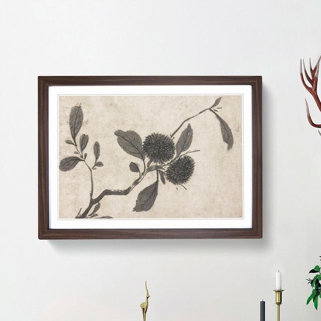 Branch of a Fruit Tree by Shen Zhou - Picture Frame Painting Print East Urban Home Frame Option: Walnut Framed, Size: 27cm H x 36cm W x 2cm D on Productcaster.