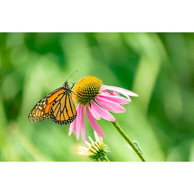 Makaylen Monarch Butterfly by Sashy29 - Wrapped Canvas Photograph Brambly Cottage Size: 30cm H x 46cm W x 3.8cm D on Productcaster.