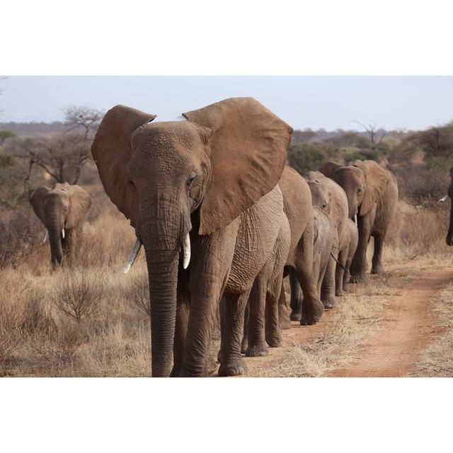 Elephant Family by Doublepo - Wrapped Canvas Photograph Latitude Vive Size: 81cm H x 122cm W on Productcaster.