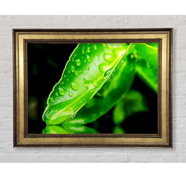 Single Picture Frame Art Prints Bright Star Size: 84.1cm H x 142.2cm W x 8cm D on Productcaster.