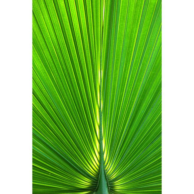 Green Palm Leaves by Tajborg - Wrapped Canvas Photograph Bay Isle Home Size: 46cm H x 30cm W on Productcaster.