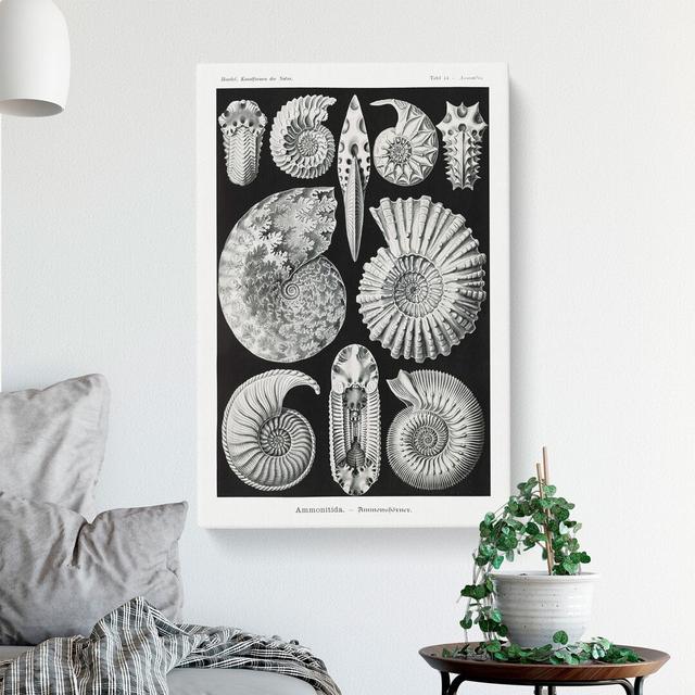 Seashells Ammonitida by Ernst Haeckel - Wrapped Canvas Graphic Art East Urban Home Size: 60cm H x 40cm W x 3cm D on Productcaster.