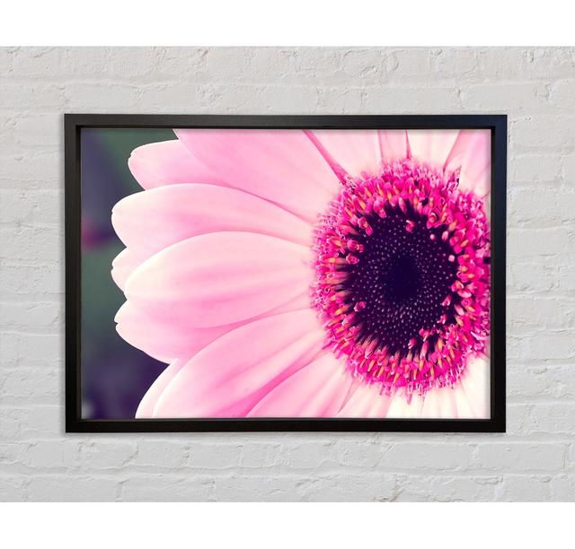 Pink Gerbera Daisy Centre Framed Print Bright Star Size: 84.1cm H x 118.9cm W on Productcaster.