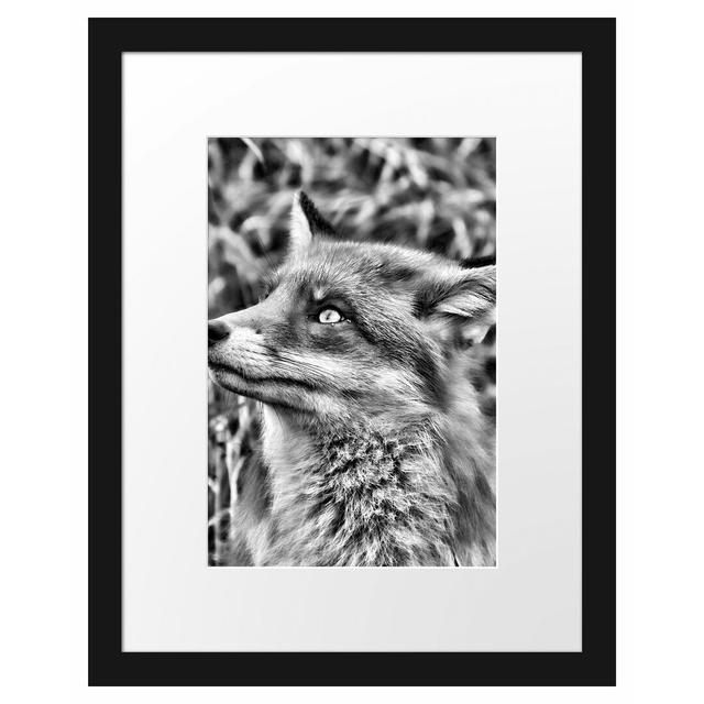 Gerahmtes Poster Fuchs auf Wiese East Urban Home Größe: 38 cm H x 30 cm B on Productcaster.