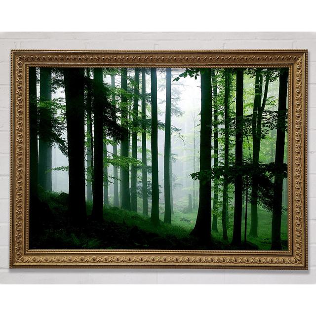 Emerald Forest Mist - Single Picture Frame Art Prints Bright Star Size: 29.7cm H x 42cm W on Productcaster.