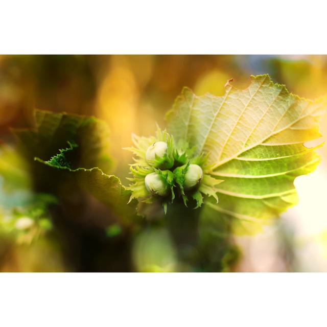 Hazelnut Autumn Macro by Sliper84 - Wrapped Canvas Photograph 17 Stories Size: 51cm H x 76cm W on Productcaster.