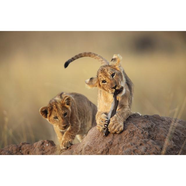 Two Lion Cubs Playing On A Dirt Mound In The Savanna Grass by GP232 - No Frame Print on Canvas 17 Stories Size: 51cm H x 76cm W on Productcaster.