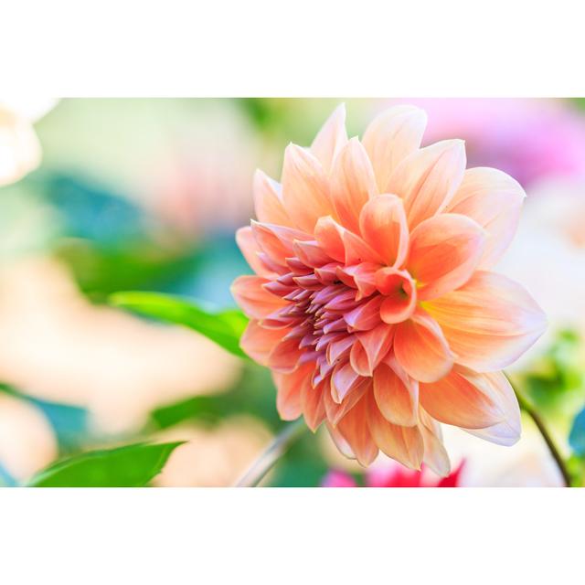 Dahlia Colorful Flower Orange for Background Texture by Pigphoto - Wrapped Canvas Photograph Ebern Designs Size: 30cm H x 46cm W x 3.8cm D on Productcaster.