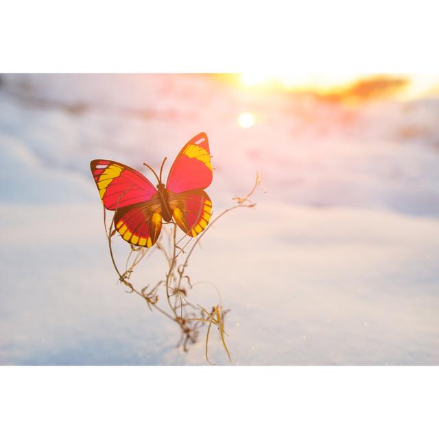 Butterflies on the Snow by Asianpeak - Wrapped Canvas Photograph Latitude Run Size: 51cm H x 76cm W on Productcaster.