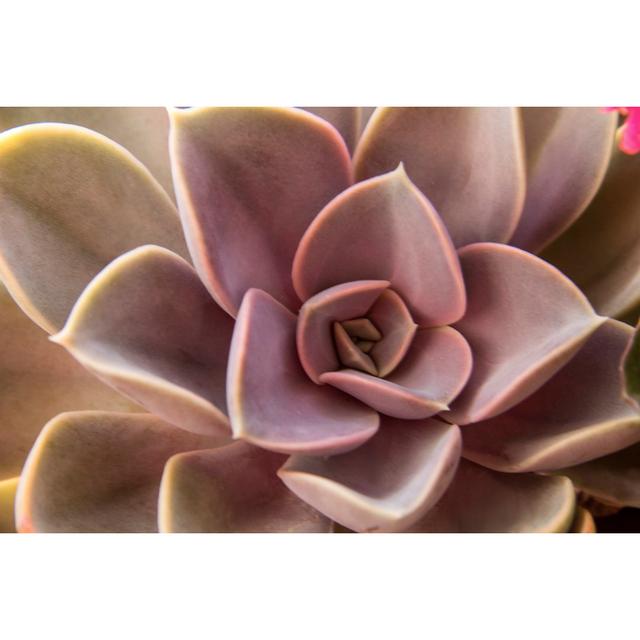 Succulent Flowerbeds by Sultancicekgil - Wrapped Canvas Photograph World Menagerie Size: 61cm H x 91cm W on Productcaster.