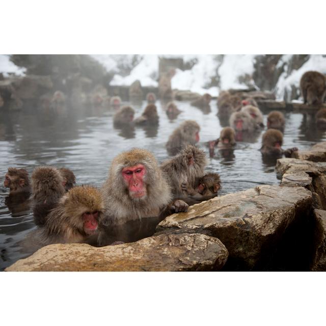 Snow Monkeys Bathing by Unknown - Wrapped Canvas Photograph Latitude Run Size: 30cm H x 46cm W on Productcaster.