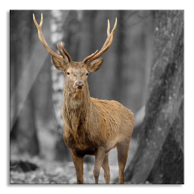 Glasbild Schöner Hirsch im Wald Union Rustic Größe: 80 cm H x 80 cm B x 0.4 cm T on Productcaster.