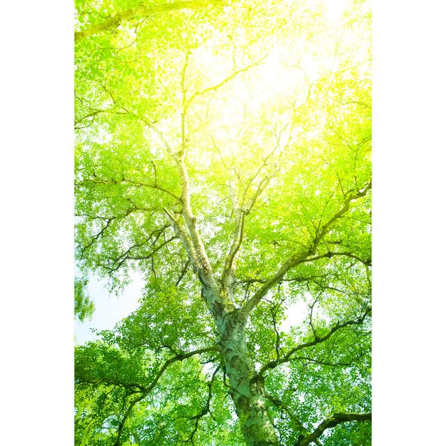 Tree Branches by Pawel Gaul - No Frame Art Prints on Canvas Alpen Home Size: 76cm H x 51cm W on Productcaster.