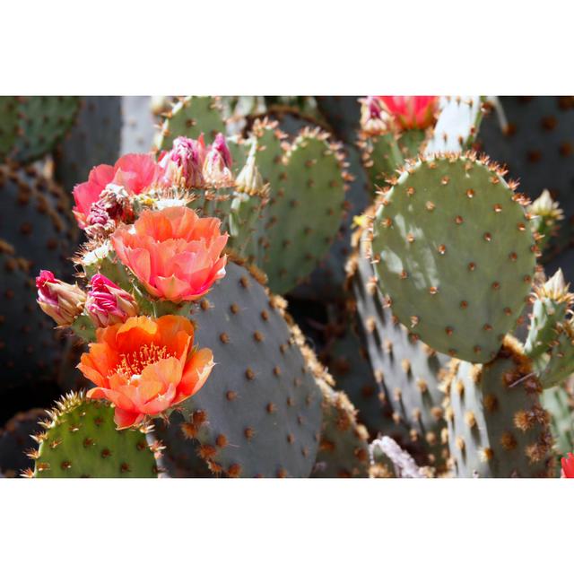 Desert Flowers by Nytumbleweeds - Wrapped Canvas Photograph Natur Pur Size: 20cm H x 30cm W on Productcaster.