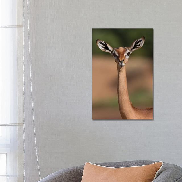 Gerenuk Giraffe Necked Antelope by Mogens Trolle - Wrapped Canvas Print Latitude Run Size: 66.04cm H x 45.72cm W x 1.91cm D on Productcaster.