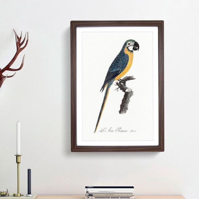 Blue and Yellow Macaw Parrot by F. Levaillant - Picture Frame Painting Print East Urban Home Frame Option: Walnut Framed, Size: 65cm H x 48cm W x 2cm on Productcaster.