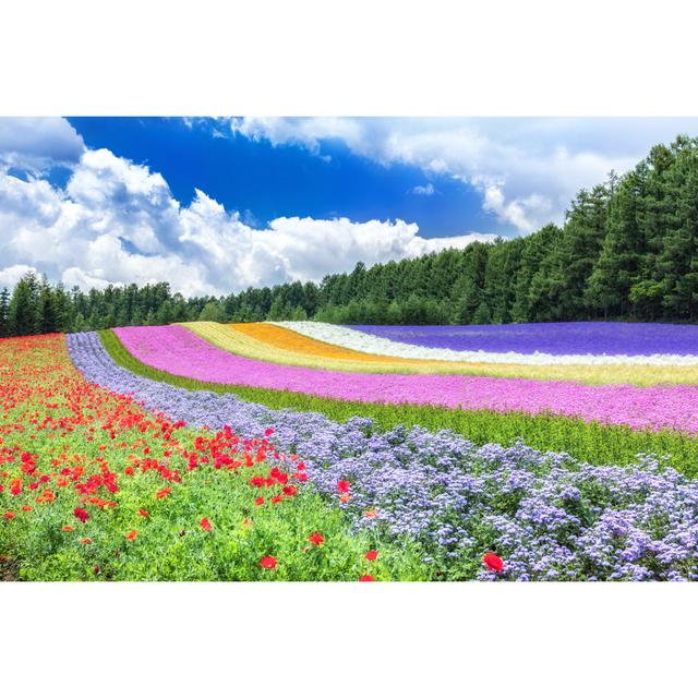 Flower Field in Nakafurano by Wataru Aoki - Wrapped Canvas Photograph Alpen Home Size: 51cm H x 76cm W on Productcaster.