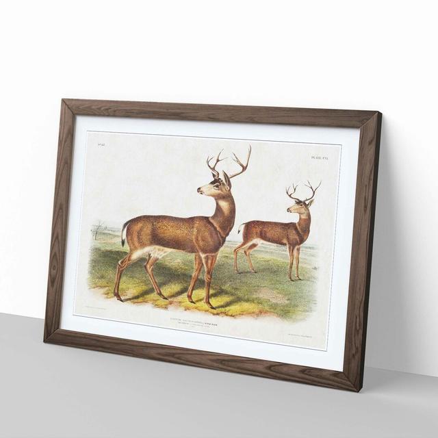 Columbian Black-Tailed Deer by J.W. Audubon - Picture Frame Painting East Urban Home Frame Option: Walnut Framed, Size: 48cm H x 65cm W x 2cm D on Productcaster.