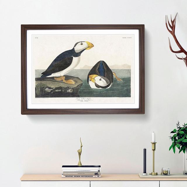 Atlantic Puffins by John Audubon - Picture Frame Painting Print on Paper East Urban Home Frame Option: Walnut Framed, Size: 33cm H x 45cm W x 2cm D on Productcaster.