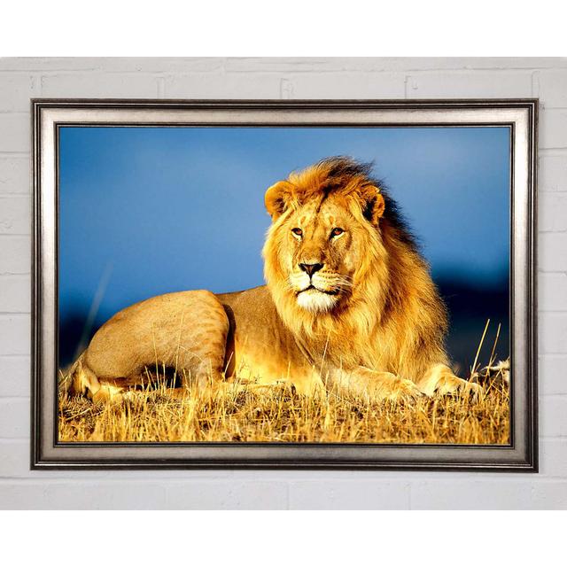 African Lion King Framed Print Brayden Studio Size: 59.7cm H x 84.1cm W on Productcaster.