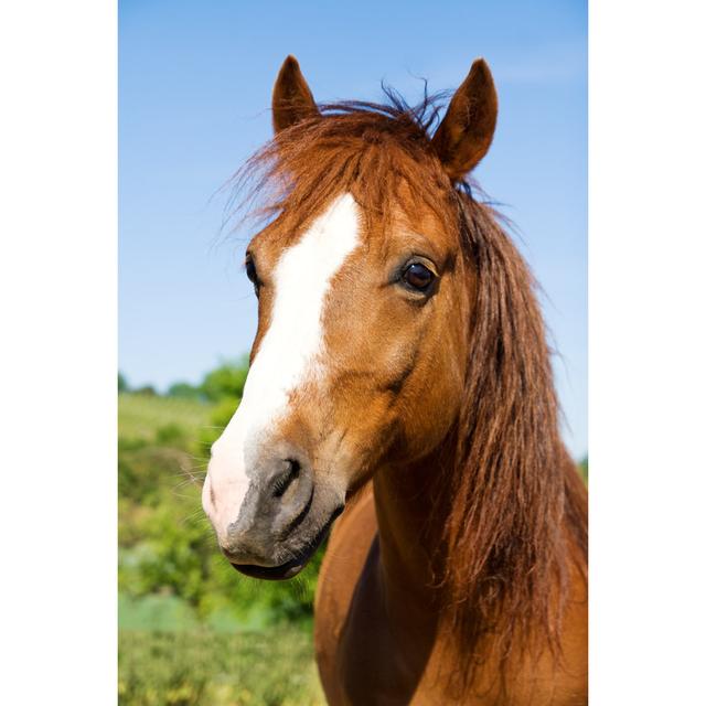 Horse Portrait by PK-Photos - Wrapped Canvas Art Prints Natur Pur Size: 30cm H x 20cm W on Productcaster.