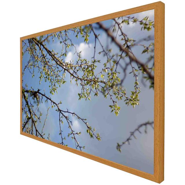 Idlewild Tree Branches And Sky - Single Picture Frame Art Prints Latitude Run Size: 41cm H x 61cm W x 4cm D, Frame Colour: Oak on Productcaster.