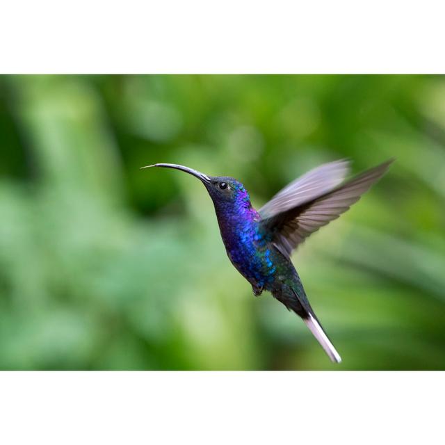 Violet Sabrewing Hummingbird Flying With Tongue Out by Mark Kostich - No Frame Print on Canvas 17 Stories Size: 20cm H x 30cm W on Productcaster.